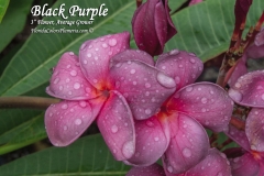 Black-Purple_2897.jpg