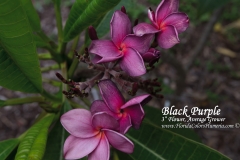 Black-Purple_5183.jpg