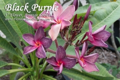 Black-Purple_8663.jpg