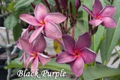 Black-Purple_8827.jpg