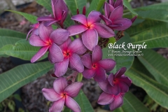 Black-Purple_9395.jpg