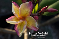 Butterfly-Gold_8633.jpg