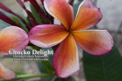 Chocko-Delight_0225-2.jpg