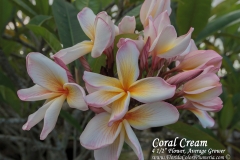 Coral-Cream_6766.jpg