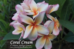 Coral-Cream_8335.jpg