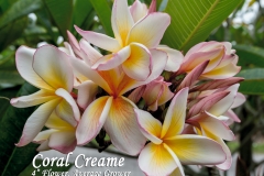 Coral-Creame_5336.jpg