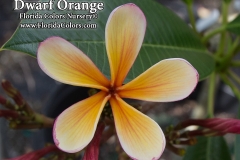 Dwarf-Orange_0357.jpg