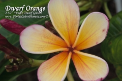 Dwarf-Orange_8336.jpg