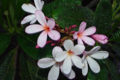 Dwarf Singapore Pink.jpg