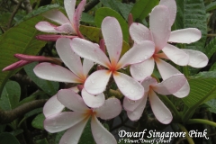 Dwarf-Singapore-Pink_6133.jpg