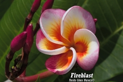 Fireblast_3764.jpg