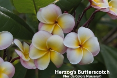 Herzog_s-Butterscotch_2622.jpg