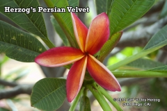 Herzog_s Persian Velvet.jpg