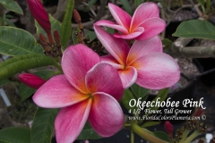 Okeechobee-Pink_9645.jpg