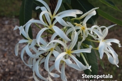 Stenopetala_0537.jpg