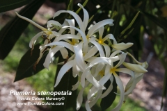 stenopetala_2910.jpg