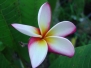 Plumeria Don