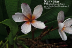 Ruby-Blue_0084.jpg