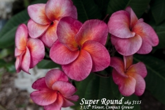 Super-Round_4741.jpg