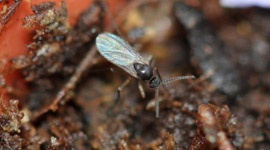 Fungus Gnats - Pests & Diseases