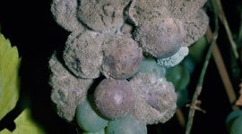 Botrytis cinerea - Pests & Diseases