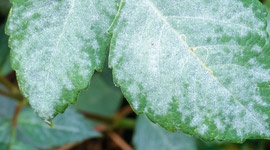 Mildew - Pests & Diseases