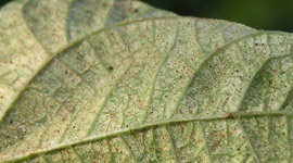 Spider mite - Pests & Diseases