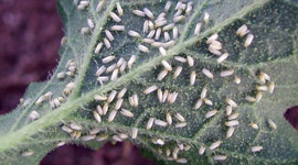 Whitefly - Pests & Diseases