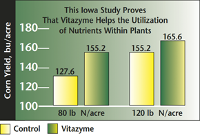 Corn Yield