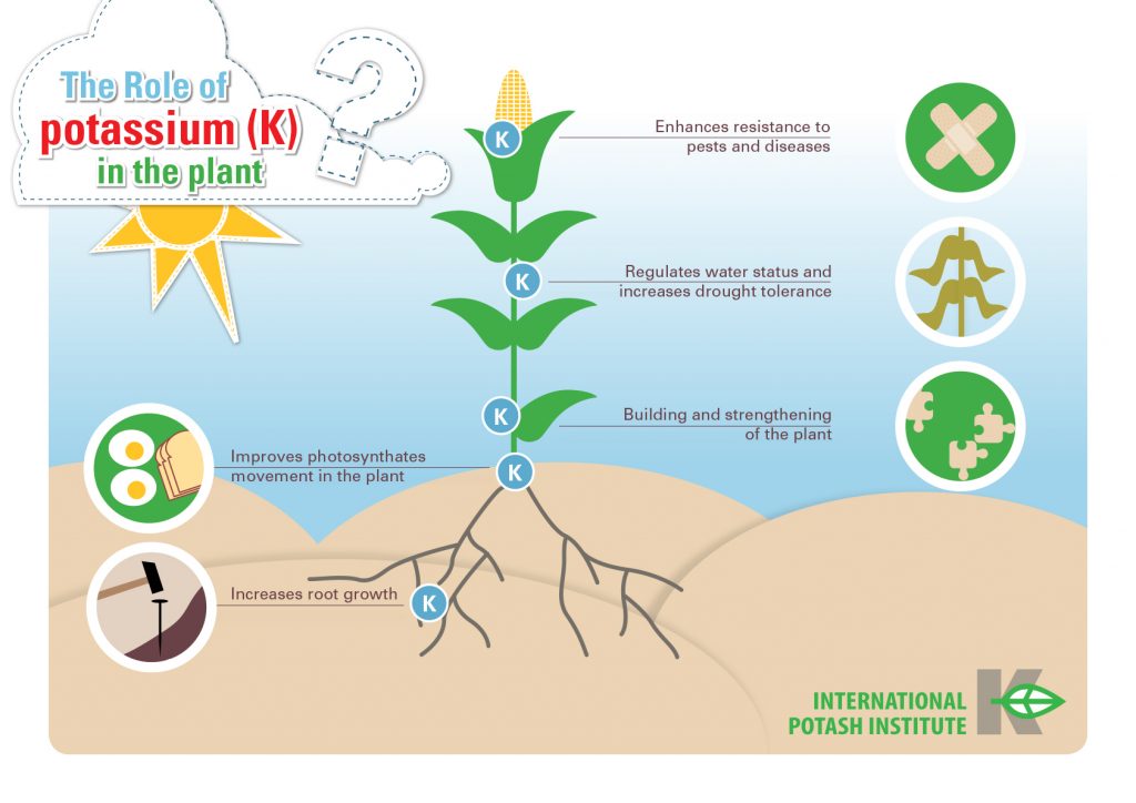 role-of-k-in-the-plant