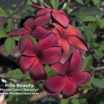 Hilo-Beauty_2124.jpg