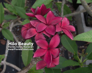 Hilo-Beauty_2181.jpg