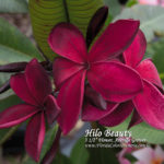 Hilo-Beauty_5136.jpg