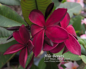 Hilo-Beauty_5136.jpg