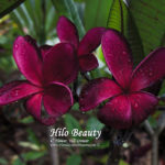 Hilo-Beauty_9699.jpg