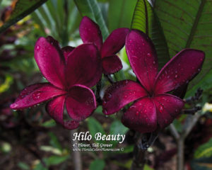 Hilo-Beauty_9699.jpg