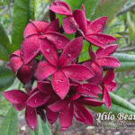 Hilo-Beauty_9906.jpg