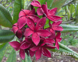 Hilo-Beauty_9906.jpg