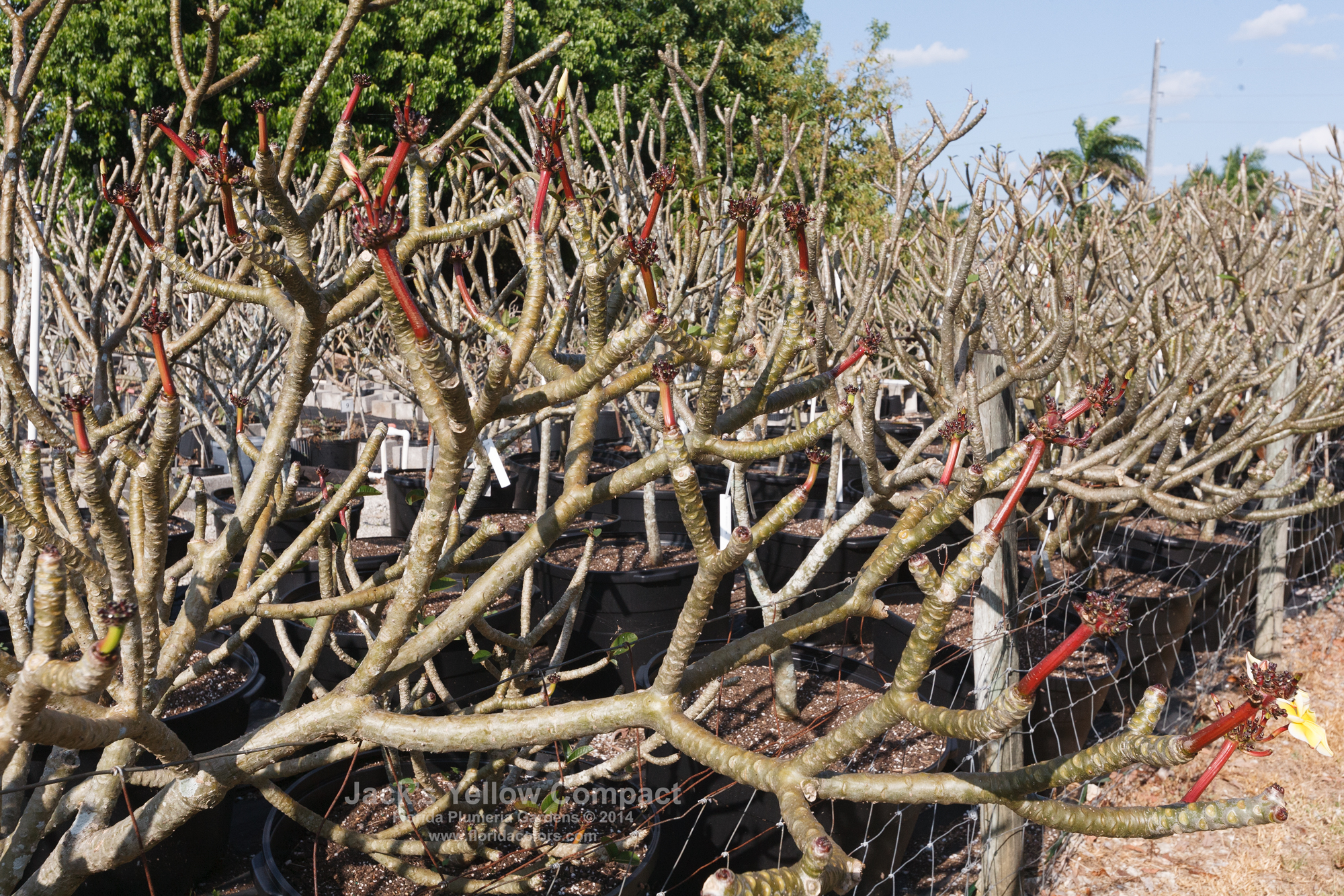 A Guide to Grow Plumeria from Cuttings